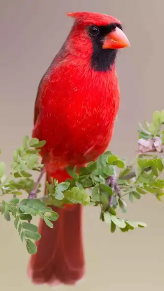 Play Cardinal Bird Wallpaper and enjoy Cardinal Bird Wallpaper with UptoPlay Play Cardinal Bird Wallpaper and enjoy Cardinal Bird Wallpaper with UptoPlay