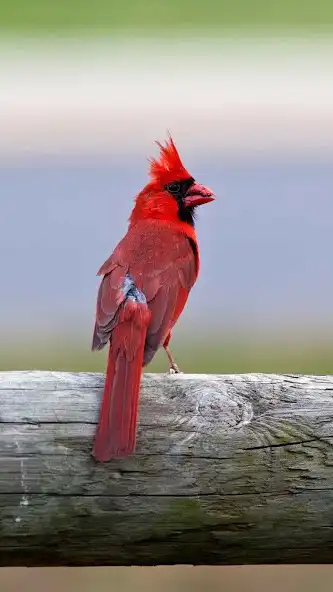 Play Cardinal Bird Wallpaper as an online game online Cardinal Bird Wallpaper with UptoPlay Play Cardinal Bird Wallpaper as an online game Cardinal Bird Wallpaper with UptoPlay