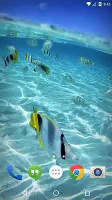 Play Caribe Island Ocean Tropic