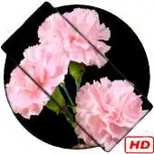 Free play online Carnation Live Wallpaper APK Free play online Carnation Live Wallpaper APK