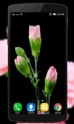 Play Carnation Live Wallpaper