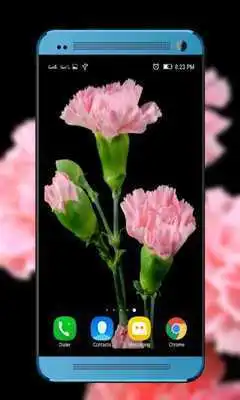 Play Carnation Live Wallpaper