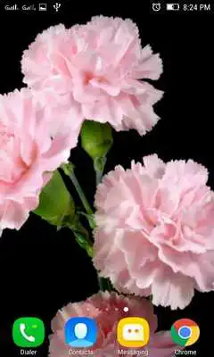 Play Carnation Live Wallpaper
