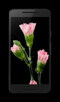 Play Carnation Live Wallpaper