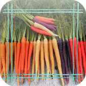 Free play online Carrot Jigsaw Puzzles APK Free play online Carrot Jigsaw Puzzles APK