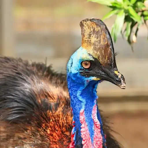 Play Cassowaries Wallpaper APK