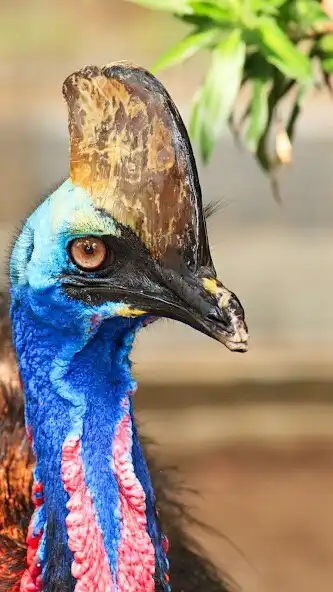 Play Cassowaries Wallpaper and enjoy Cassowaries Wallpaper with UptoPlay Play Cassowaries Wallpaper and enjoy Cassowaries Wallpaper with UptoPlay