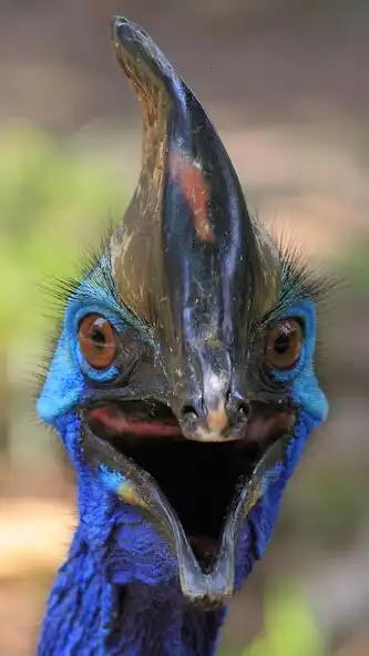 Play Cassowaries Wallpaper as an online game online Cassowaries Wallpaper with UptoPlay Play Cassowaries Wallpaper as an online game Cassowaries Wallpaper with UptoPlay