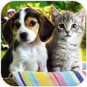 Free play online Cat and Dog Swap Puzzle APK Free play online Cat and Dog Swap Puzzle APK