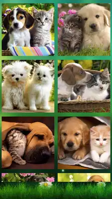 Play Cat and Dog Swap Puzzle