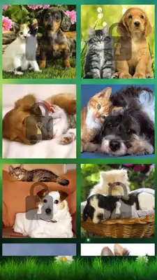 Play Cat and Dog Swap Puzzle