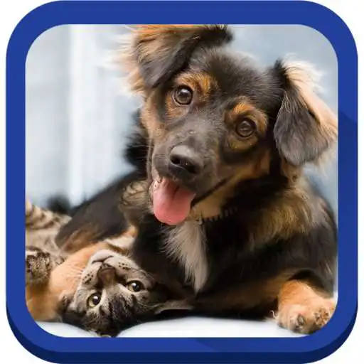 Free play online cat and dog wallpapers APK Free play online cat and dog wallpapers APK