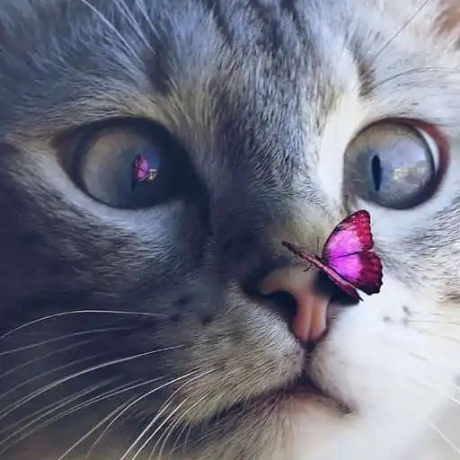 Play cat beauti wallpaper top HD APK Play cat beauti wallpaper top HD APK