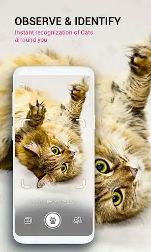 Play APK Cat Breed Identifier : Kitten Cat, Pet Cat Scanner and enjoy Cat Breed Identifier : Kitten Cat, Pet Cat Scanner using Play APK Cat Breed Identifier : Kitten Cat, Pet Cat Scanner and enjoy Cat Breed Identifier : Kitten Cat, Pet Cat Scanner using