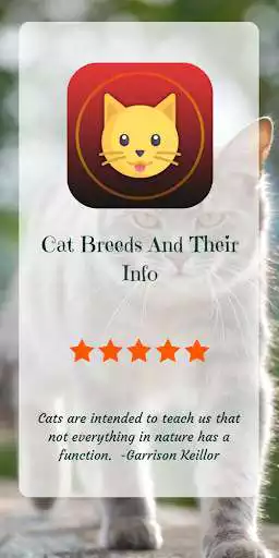 Play Cat Breed: Somali, Rex, burmese, mountain cat info  and enjoy Cat Breed: Somali, Rex, burmese, mountain cat info with UptoPlay