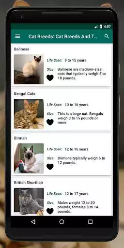 Play Cat Breed: Somali, Rex, burmese, mountain cat info as an online game Cat Breed: Somali, Rex, burmese, mountain cat info with UptoPlay