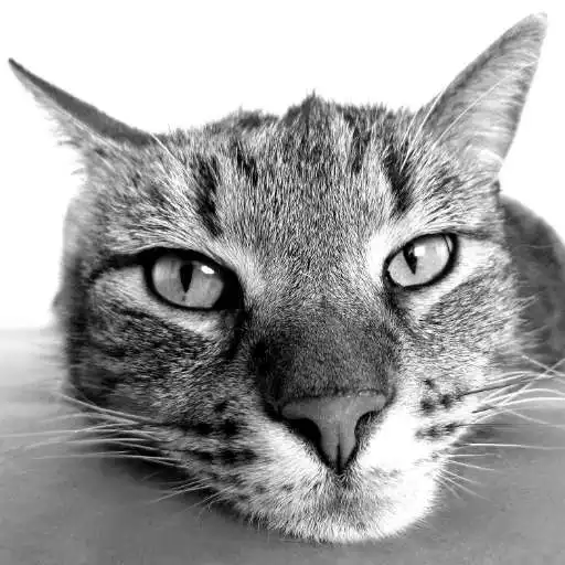 Play Cat Breeds: Quiz APK