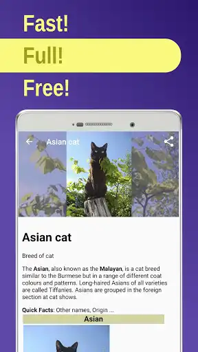 Play cat breeds and enjoy cat breeds with UptoPlay Play cat breeds and enjoy cat breeds with UptoPlay