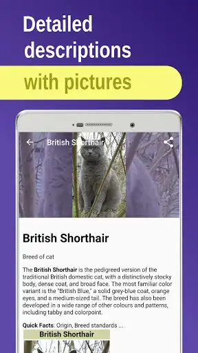 Play cat breeds as an online game online cat breeds with UptoPlay com.cat.breeds Play cat breeds as an online game cat breeds with UptoPlay