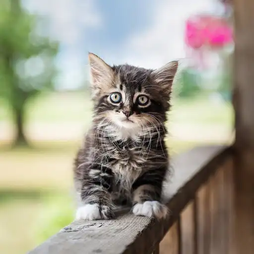 Play Cat Breeds Wallpapers APK