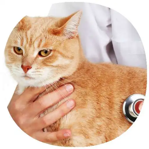 Play Cat Care & Grooming Guide APK Play Cat Care & Grooming Guide APK