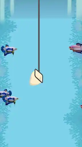 Play Catch the Betta as an online game Catch the Betta with UptoPlay