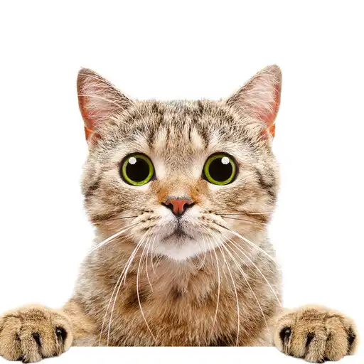 Free play online Catch The Cat APK Free play online Catch The Cat APK