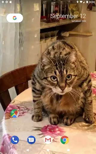 Play Cat Clock Free as an online game Cat Clock Free with UptoPlay