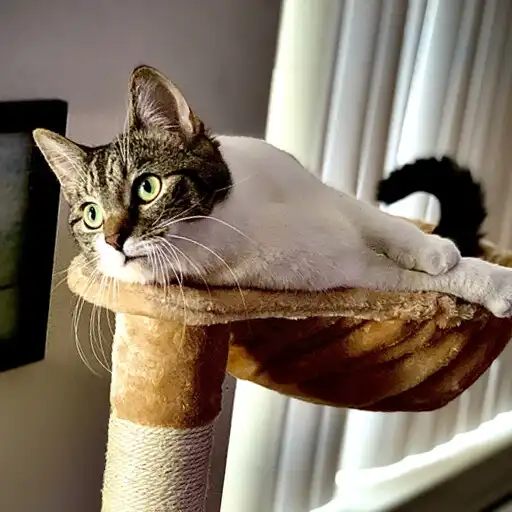 Play Cat Condo Ideas APK Play Cat Condo Ideas APK