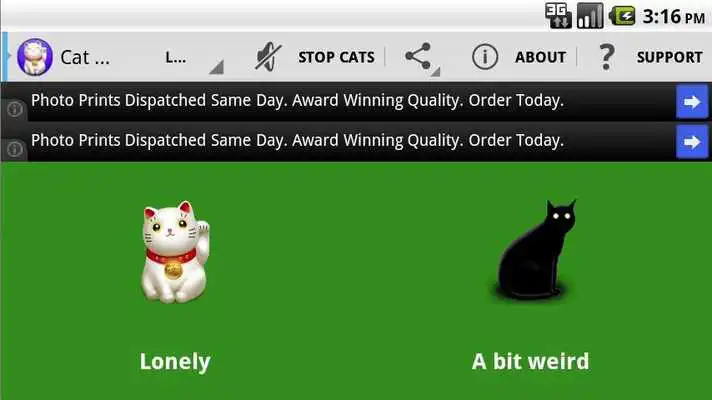 Play Cat Cry Play Cat Cry