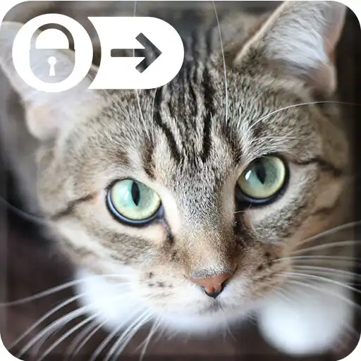 Play Cat Cute Kitten Little Wallpap APK