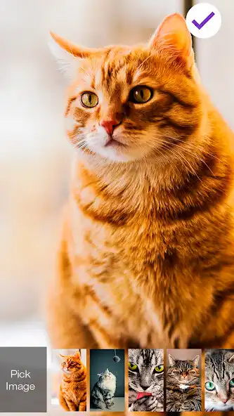 Play Cat Cute Kitten Little Wallpap as an online game online Cat Cute Kitten Little Wallpap with UptoPlay Play Cat Cute Kitten Little Wallpap as an online game Cat Cute Kitten Little Wallpap with UptoPlay