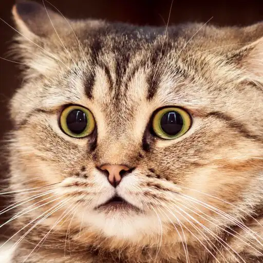 Play Cat  Cute Kittens Wallpaper APK