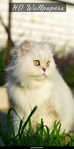 Play Cat Cute Kittens Wallpaper and enjoy Cat Cute Kittens Wallpaper with UptoPlay Play Cat Cute Kittens Wallpaper and enjoy Cat Cute Kittens Wallpaper with UptoPlay