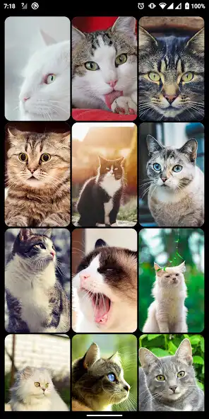 Play Cat Cute Kittens Wallpaper as an online game online Cat Cute Kittens Wallpaper with UptoPlay Play Cat Cute Kittens Wallpaper as an online game Cat Cute Kittens Wallpaper with UptoPlay