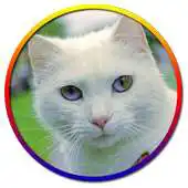 Free play online Cat Cute Pictures APK