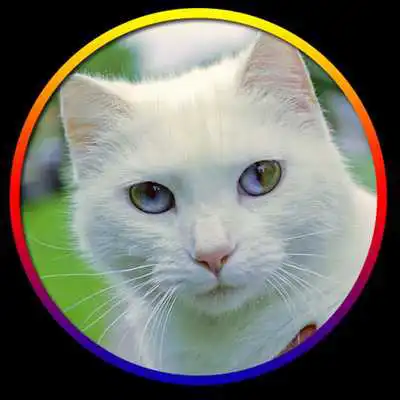 Play Cat Cute Pictures Play Cat Cute Pictures