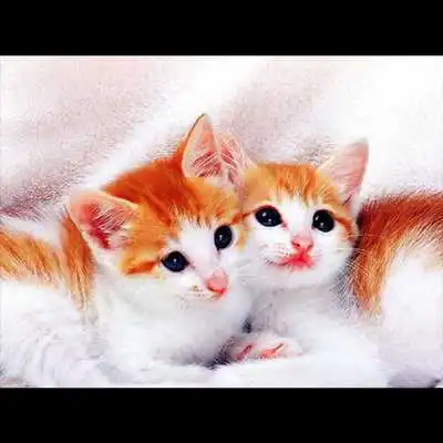 Play Cat Cute Pictures Play Cat Cute Pictures