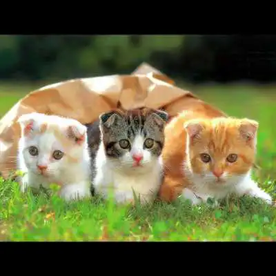 Play Cat Cute Pictures Play Cat Cute Pictures