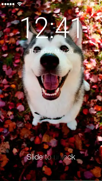 Play Cat Dog Husky Autumn Halloween  and enjoy Cat Dog Husky Autumn Halloween with UptoPlay