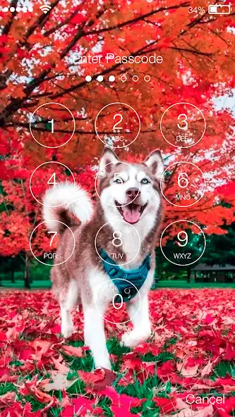 Play Cat Dog Husky Autumn Halloween as an online game Cat Dog Husky Autumn Halloween with UptoPlay