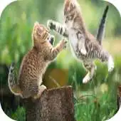 Free play online Cat Fight Wallpapers APK Free play online Cat Fight Wallpapers APK