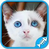 Free play online Cat Games Free: Cat puzzles games for all ages APK