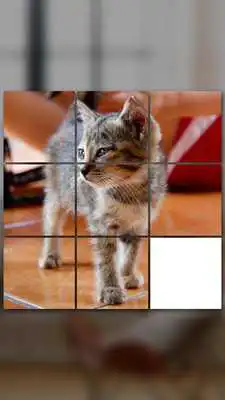 Play Cat Games Free: Cat puzzles games for all ages