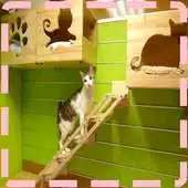 Free play online Cat House Designs APK
