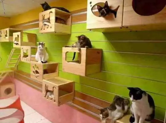 Play Cat House Designs Play Cat House Designs
