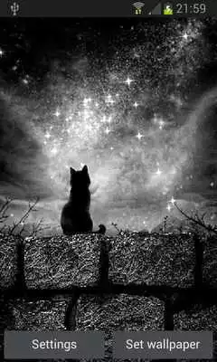 Play Cat In Night LWP