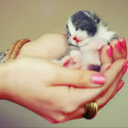 Free play online Cat Keyboard Theme APK