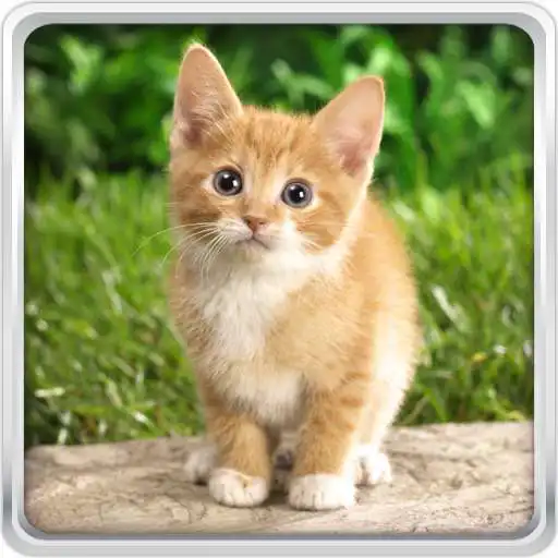 Free play online Cat Kittens LiveWallpaper APK