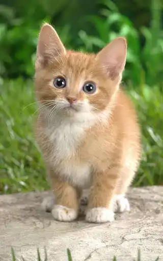 Play Cat Kittens LiveWallpaper Play Cat Kittens LiveWallpaper
